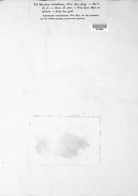 Phlebia tremellosa image
